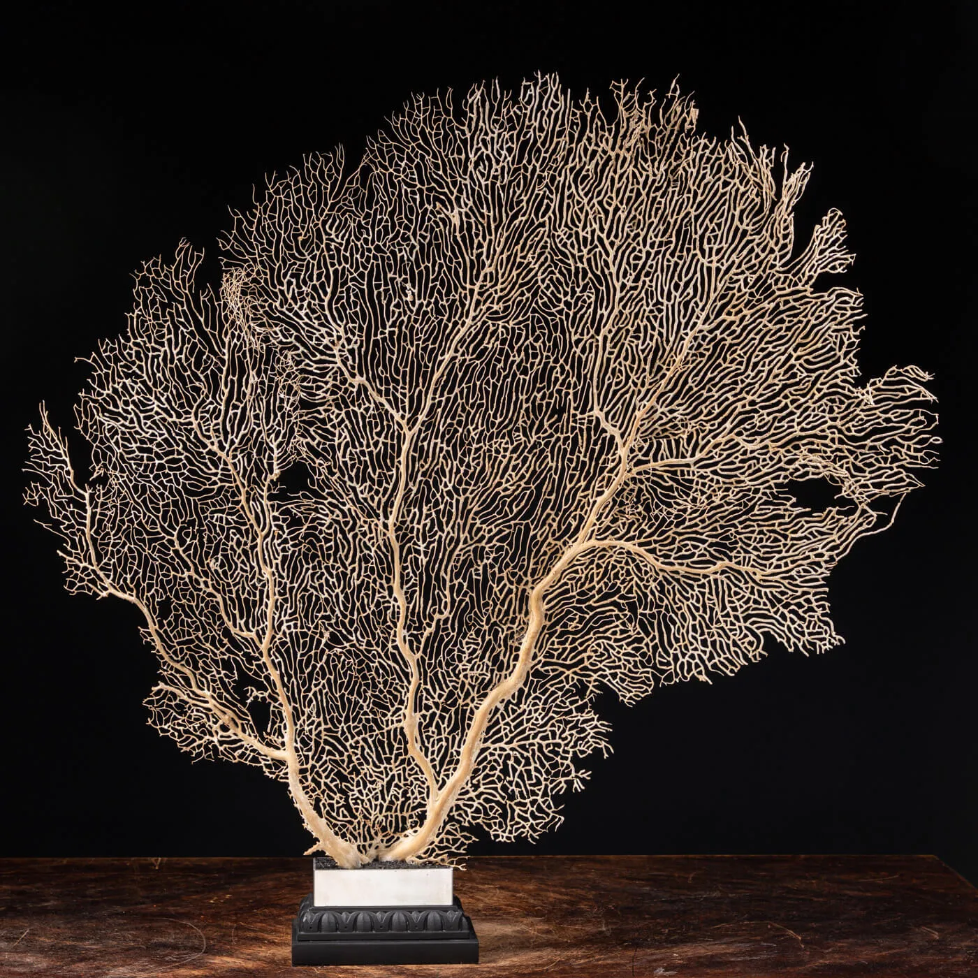 Gorgonia