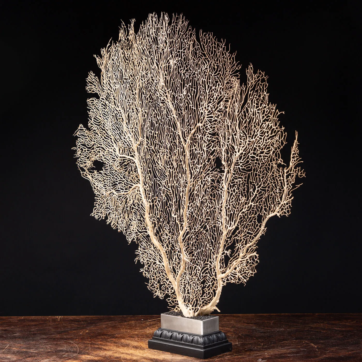 Gorgonia