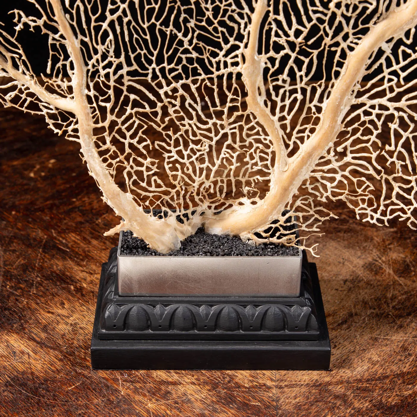 Gorgonia
