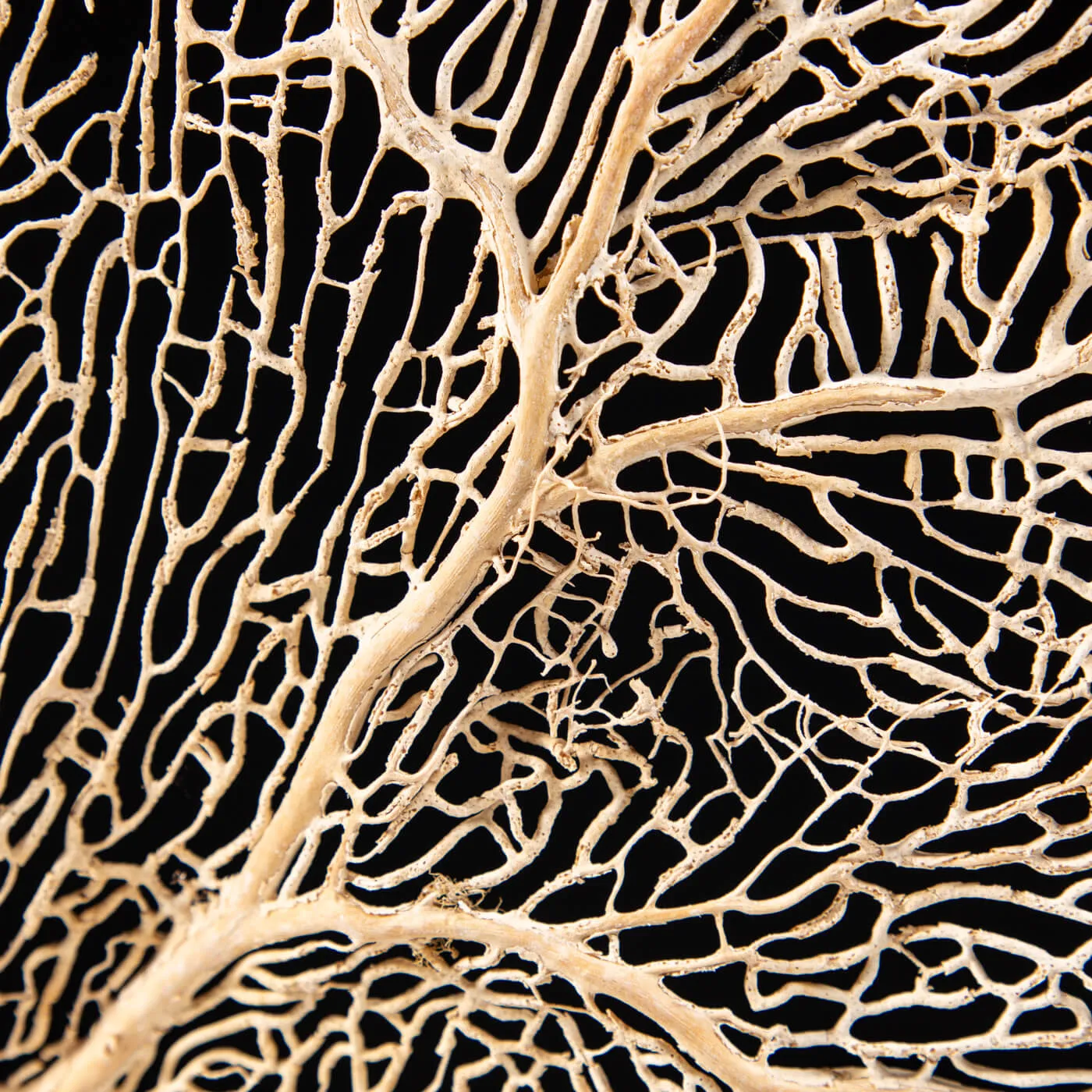 Gorgonia