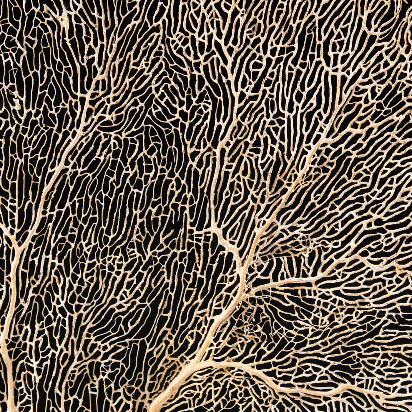 Gorgonia