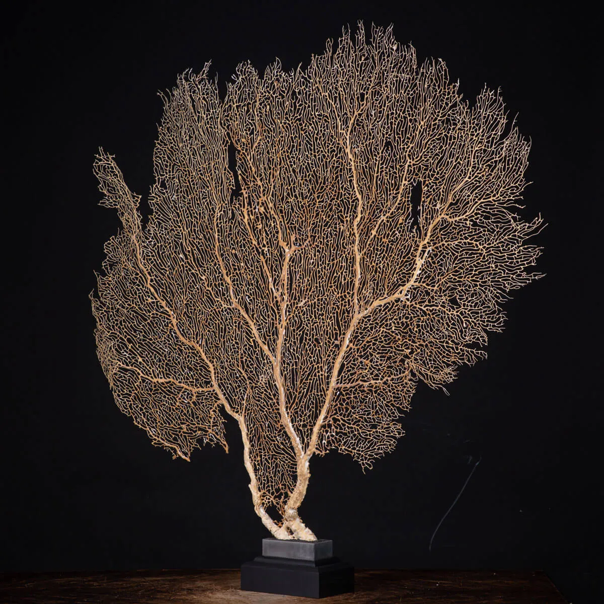 Gorgonia ventaglio di Venere