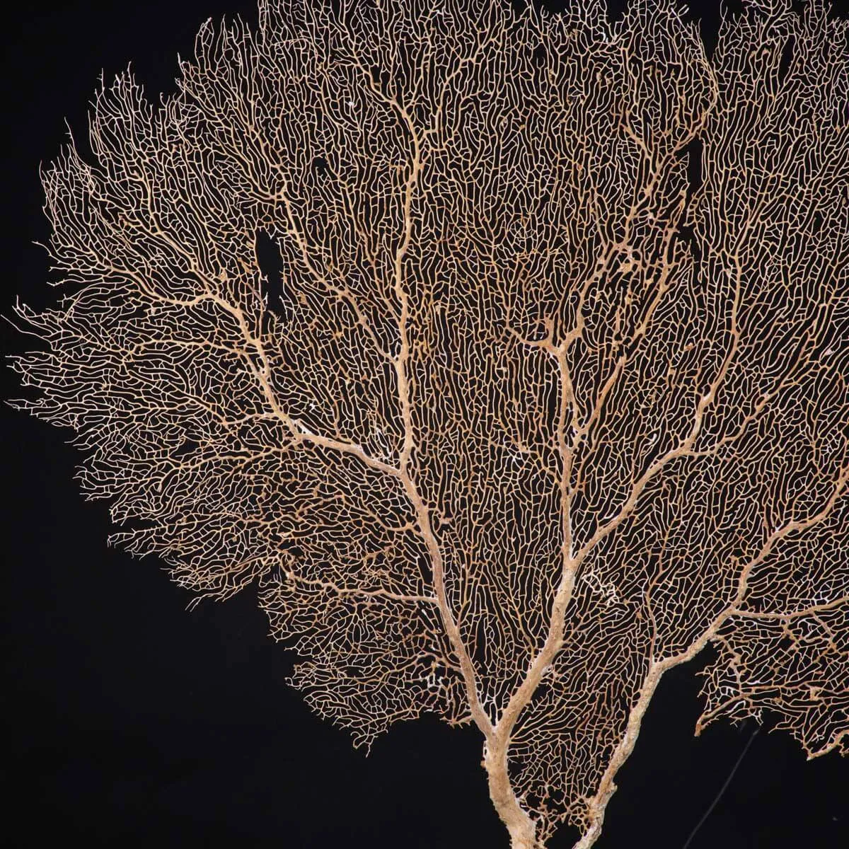 Gorgonia ventaglio di Venere