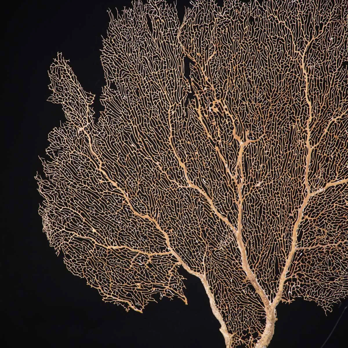 Gorgonia ventaglio di Venere
