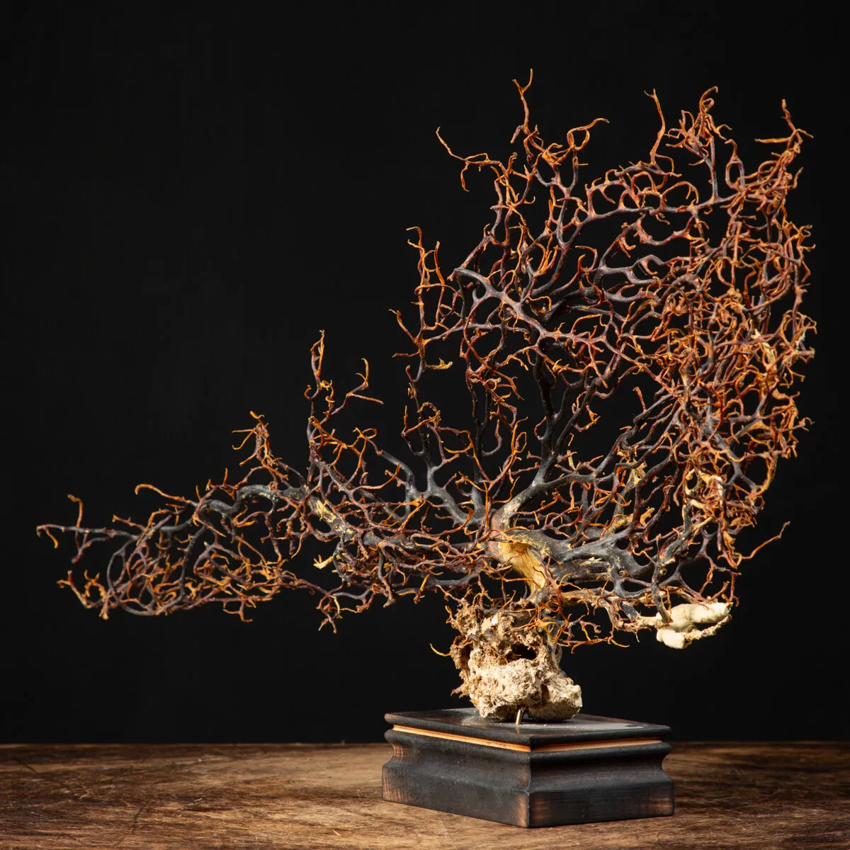 Gorgonia