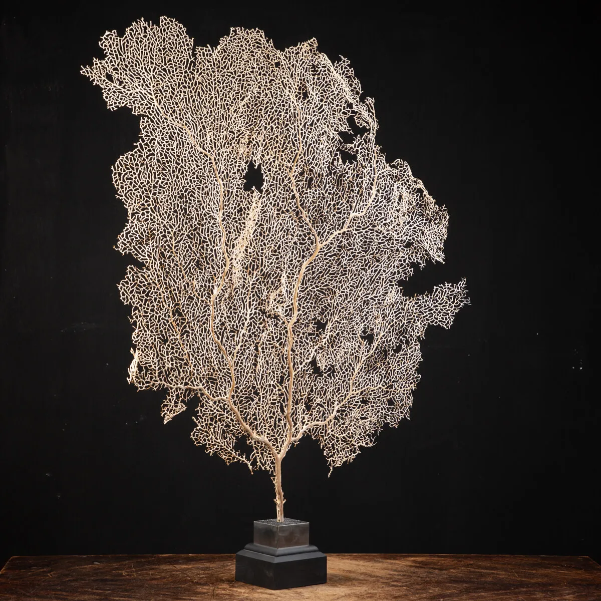 Gorgonia