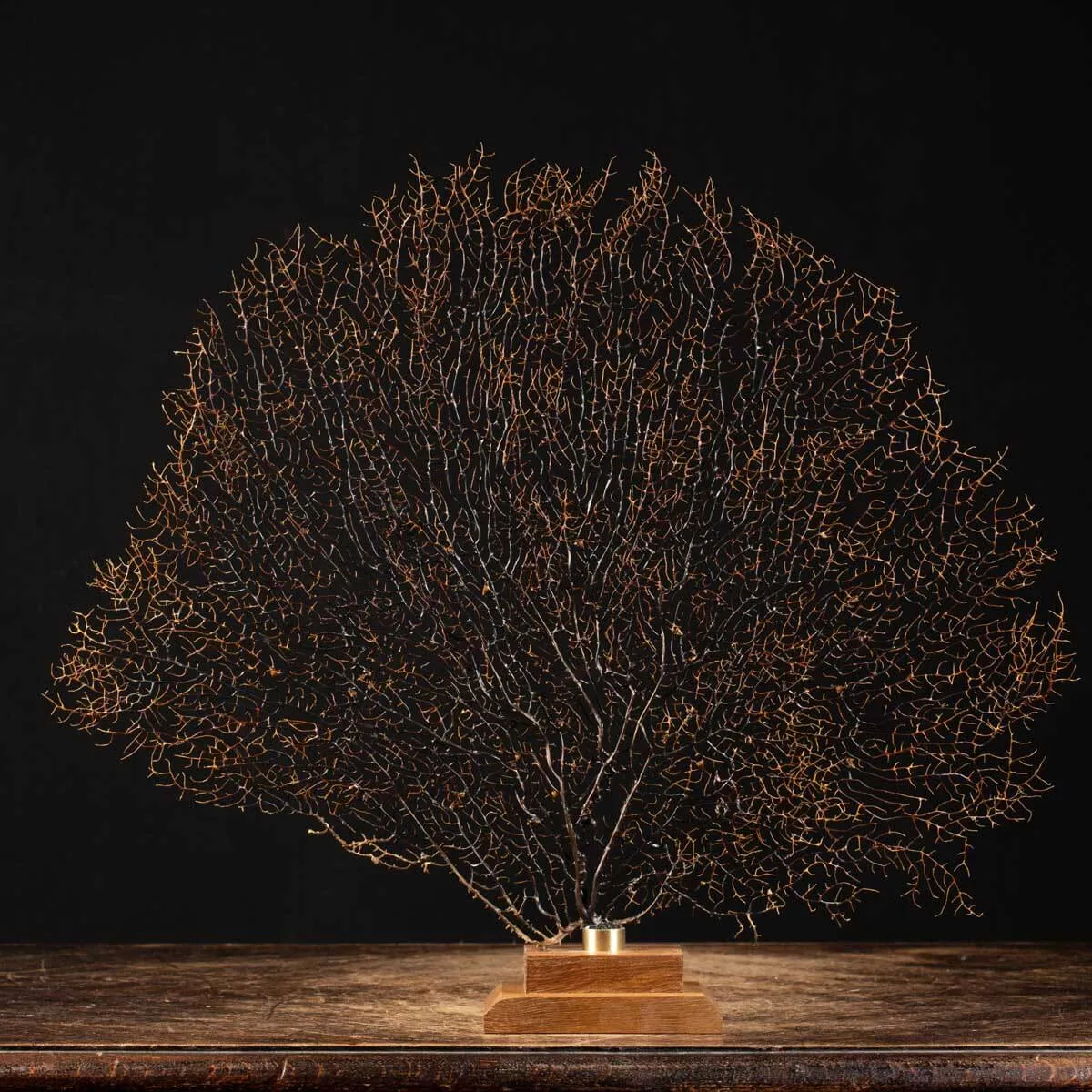 Gorgonia Nera su base decorativa.