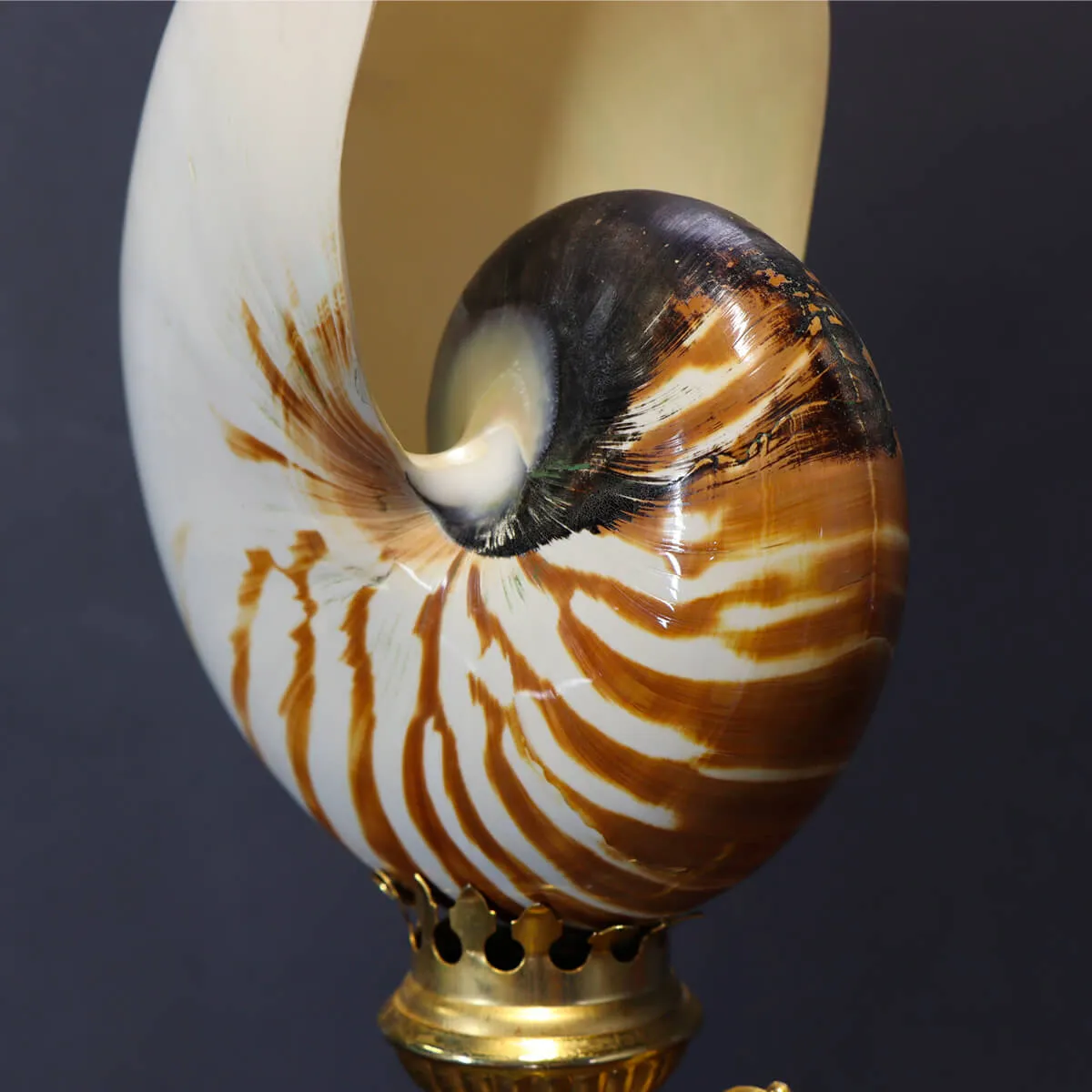 Nautilus Pompilius su Piedistallo