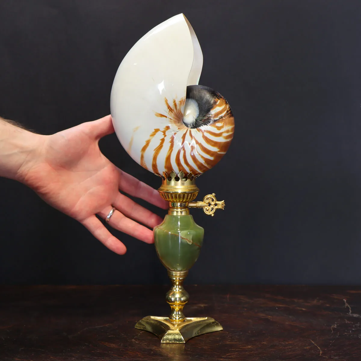Nautilus Pompilius su Piedistallo
