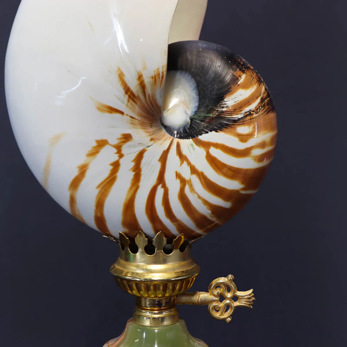 Nautilus Pompilius su Piedistallo