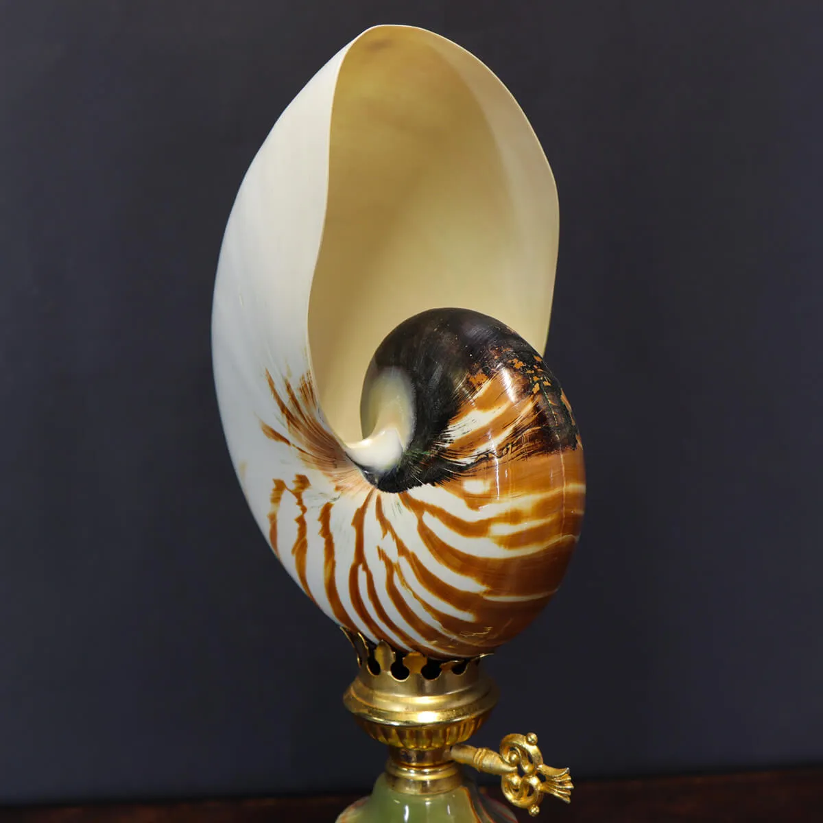 Nautilus Pompilius su Piedistallo