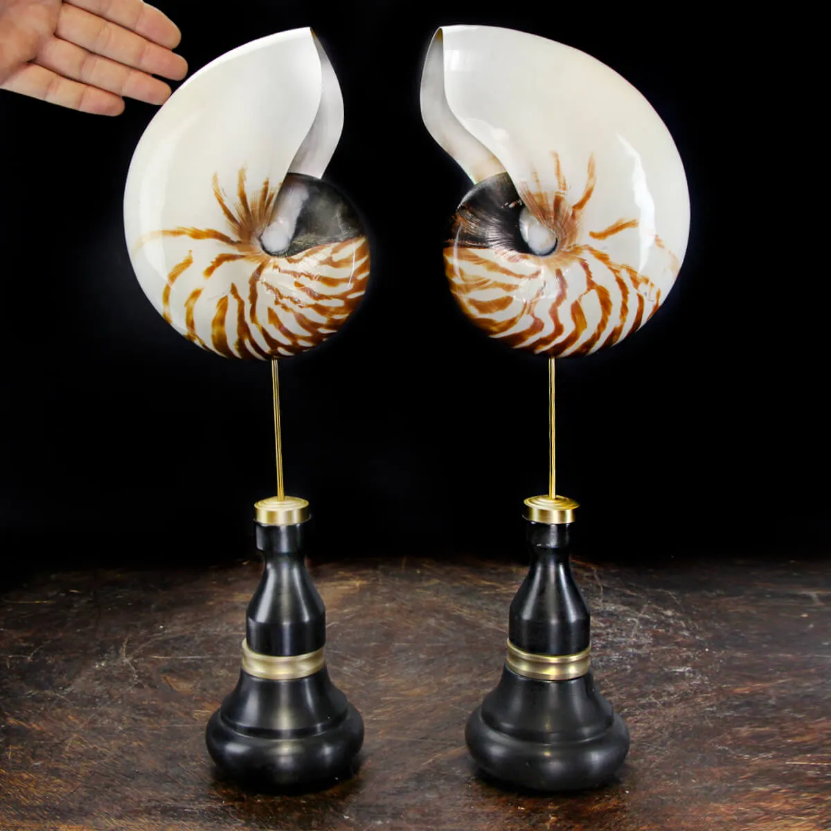 Nautilus Pompilius su Piedistallo