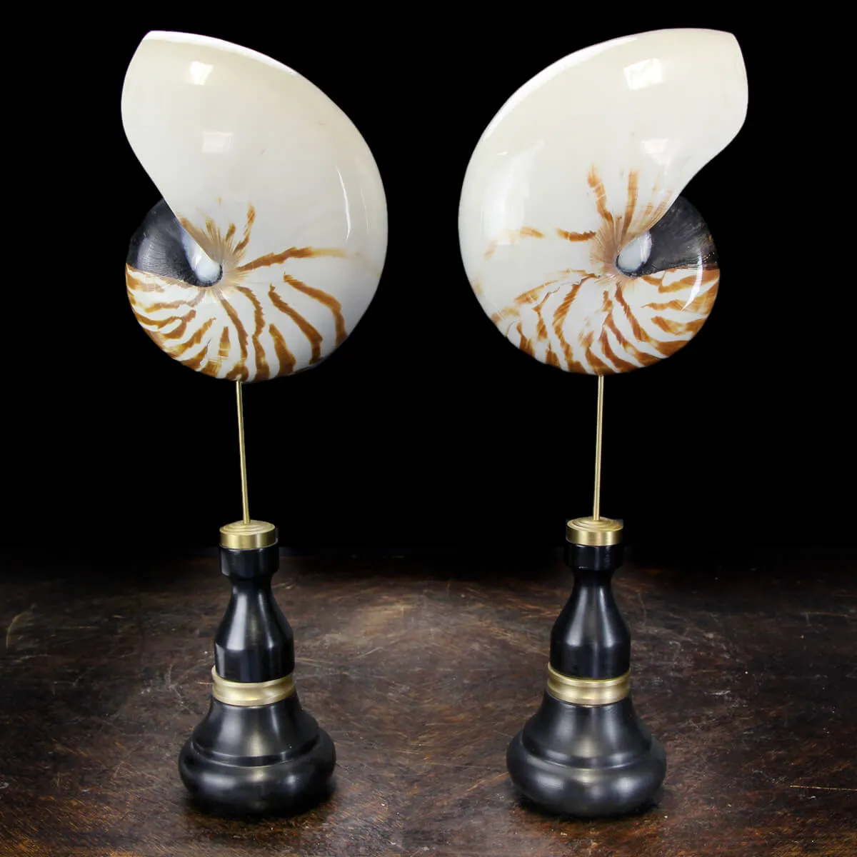 Nautilus Pompilius su Piedistallo