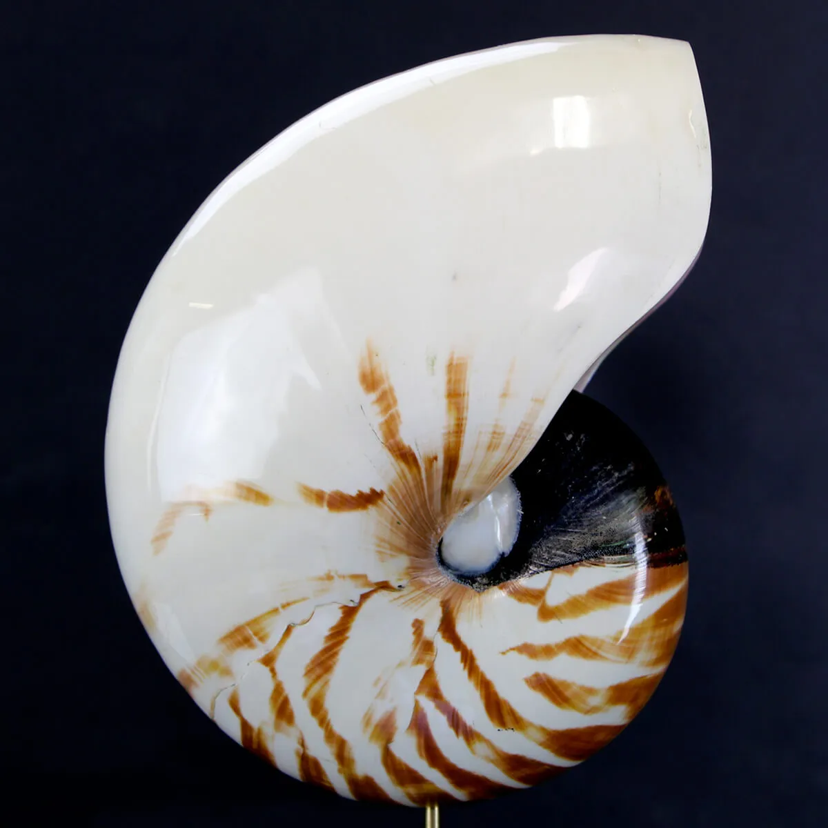 Nautilus Pompilius su Piedistallo