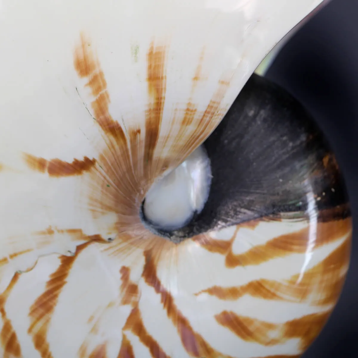Nautilus Pompilius su Piedistallo