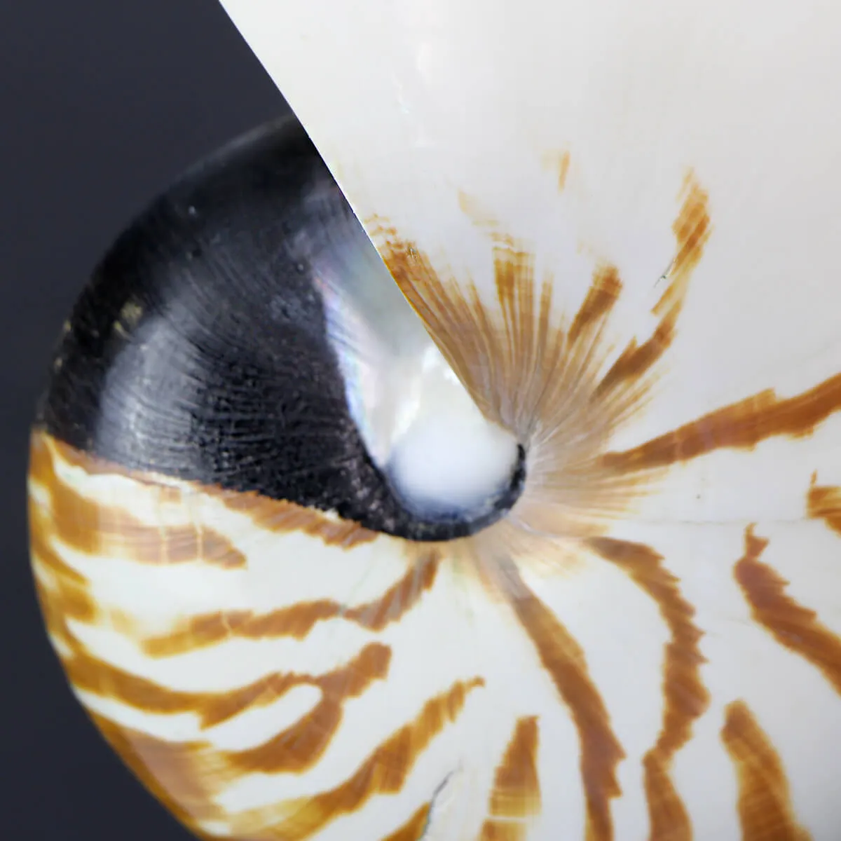 Nautilus Pompilius su Piedistallo