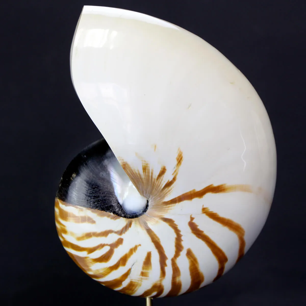 Nautilus Pompilius su Piedistallo