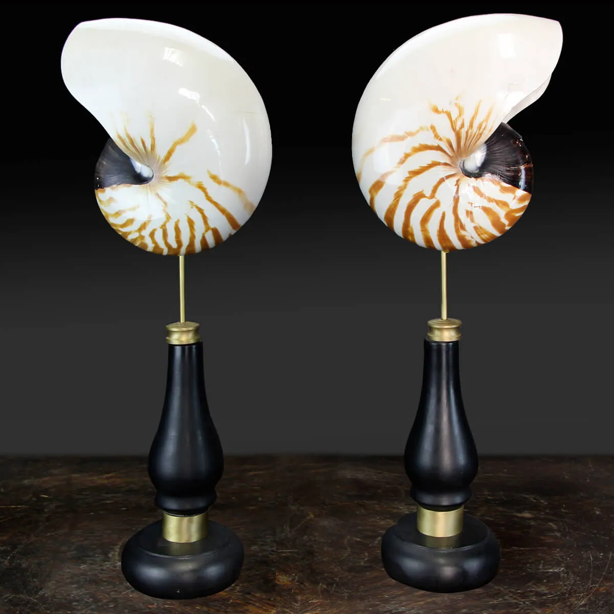 Nautilus Pompilius su Piedistallo