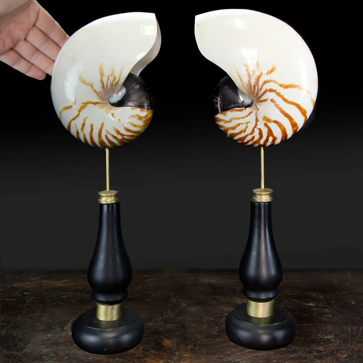 Nautilus Pompilius su Piedistallo