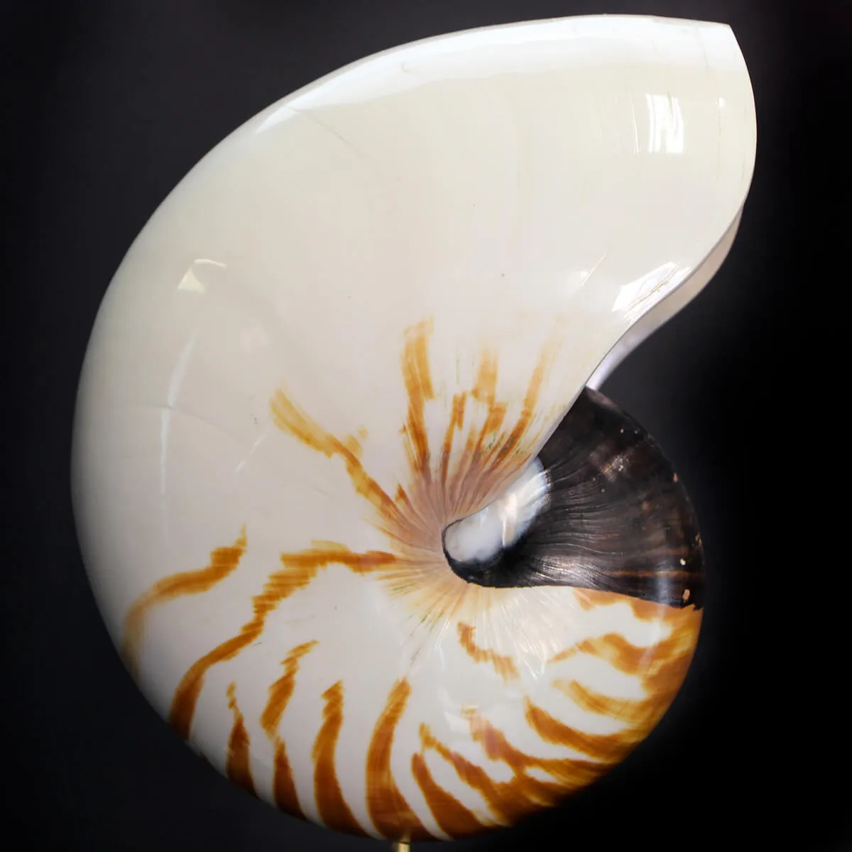 Nautilus Pompilius su Piedistallo
