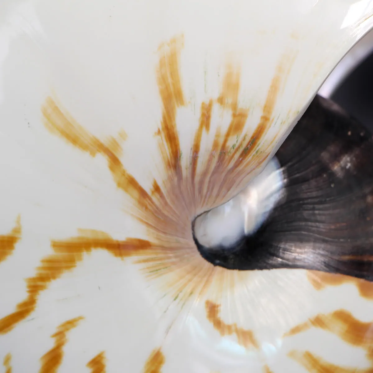 Nautilus Pompilius su Piedistallo