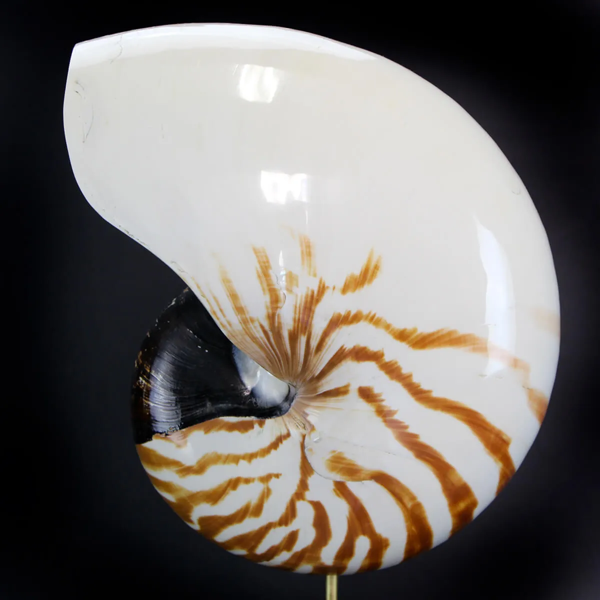 Nautilus Pompilius su Piedistallo