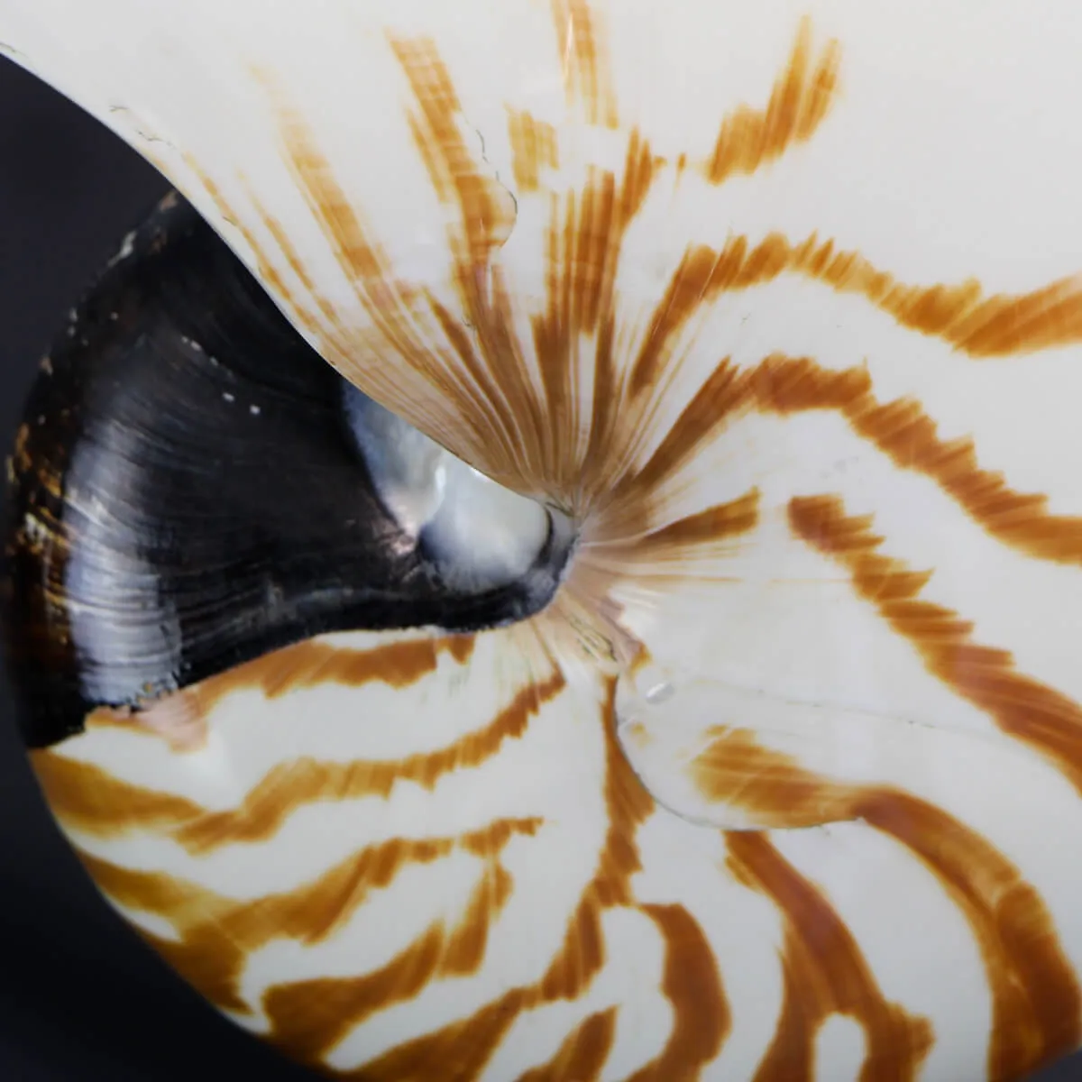 Nautilus Pompilius su Piedistallo