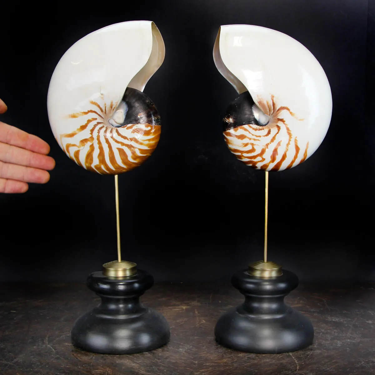 Nautilus Pompilius su Piedistallo