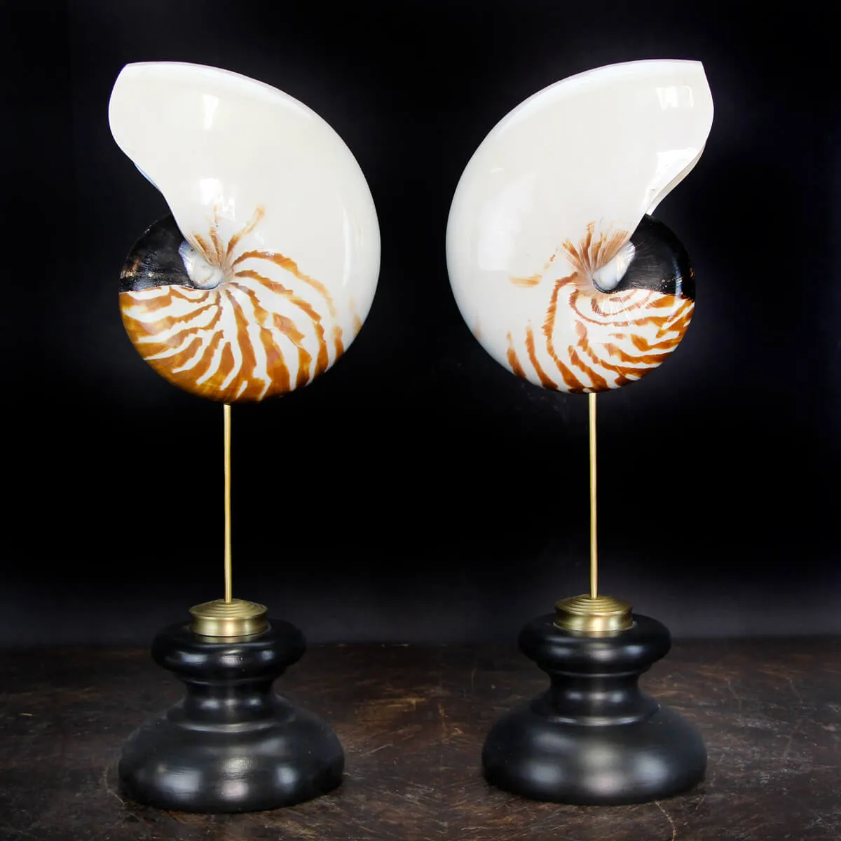 Nautilus Pompilius su Piedistallo