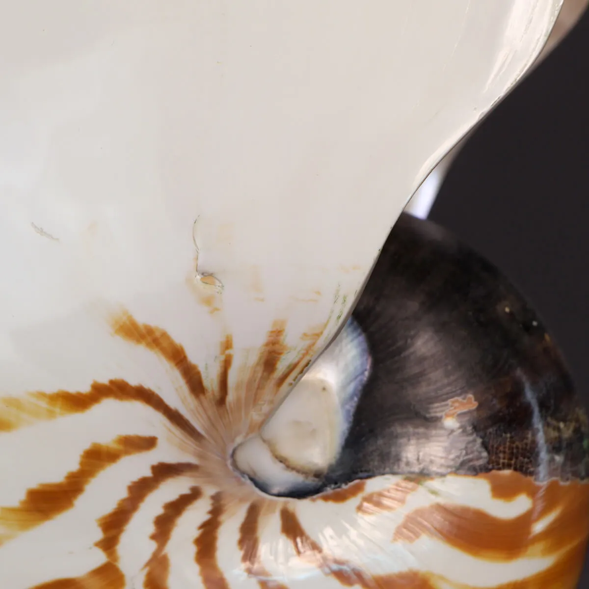 Nautilus Pompilius su Piedistallo