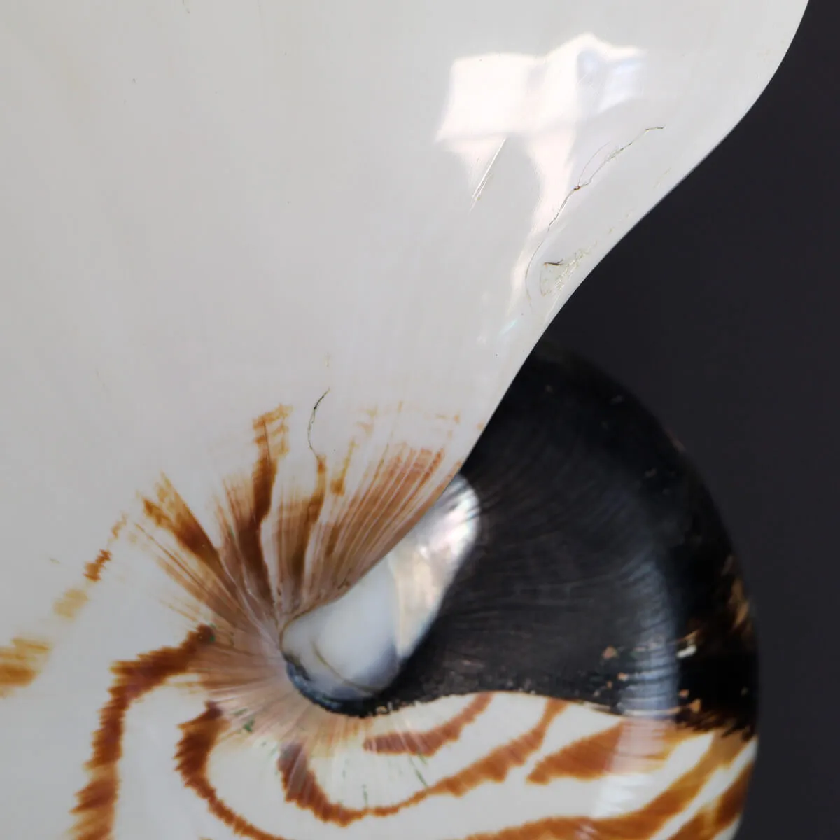 Nautilus Pompilius su Piedistallo