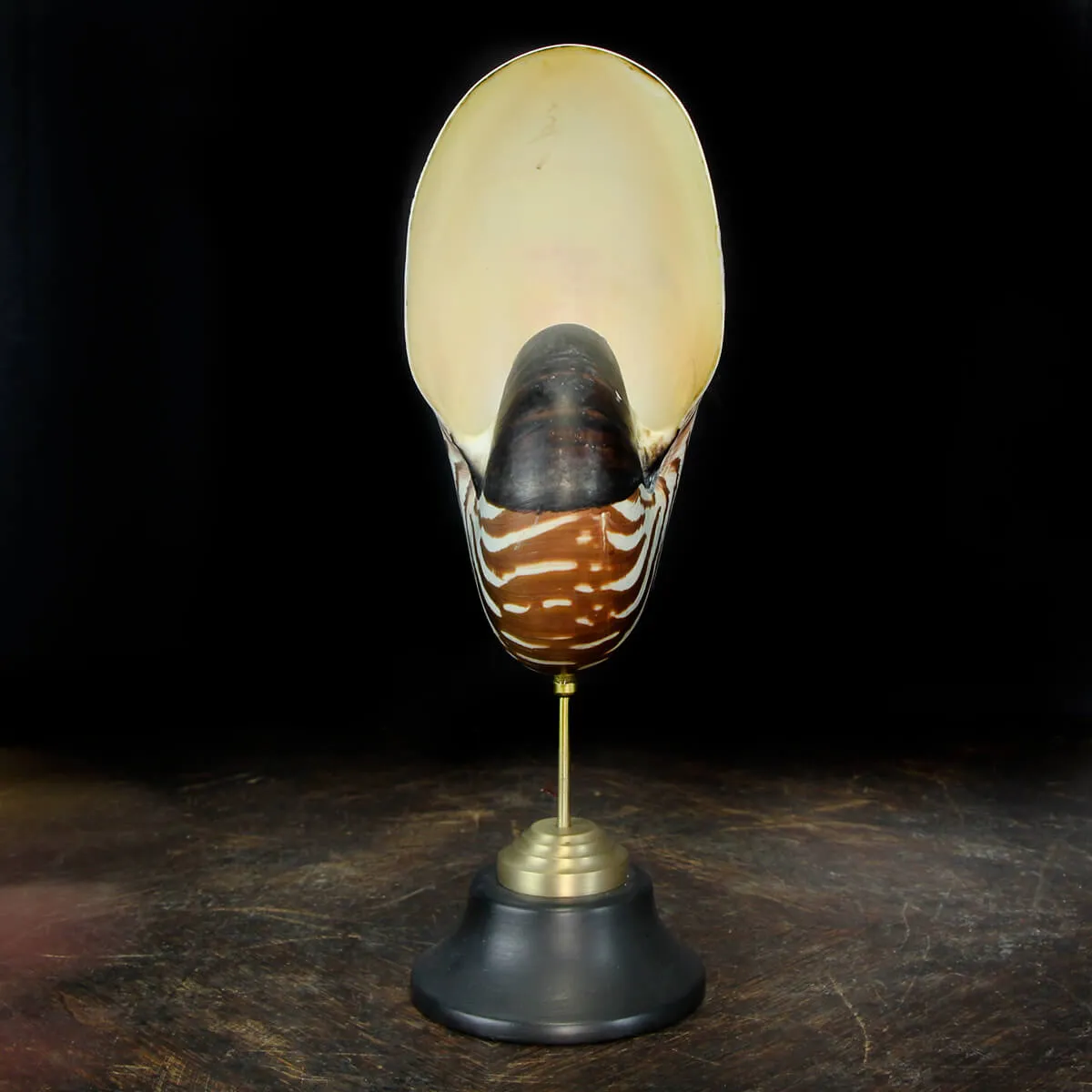 Nautilus Pompilius su Piedistallo