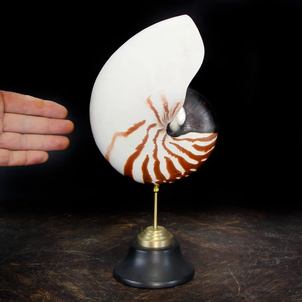 Nautilus Pompilius su Piedistallo