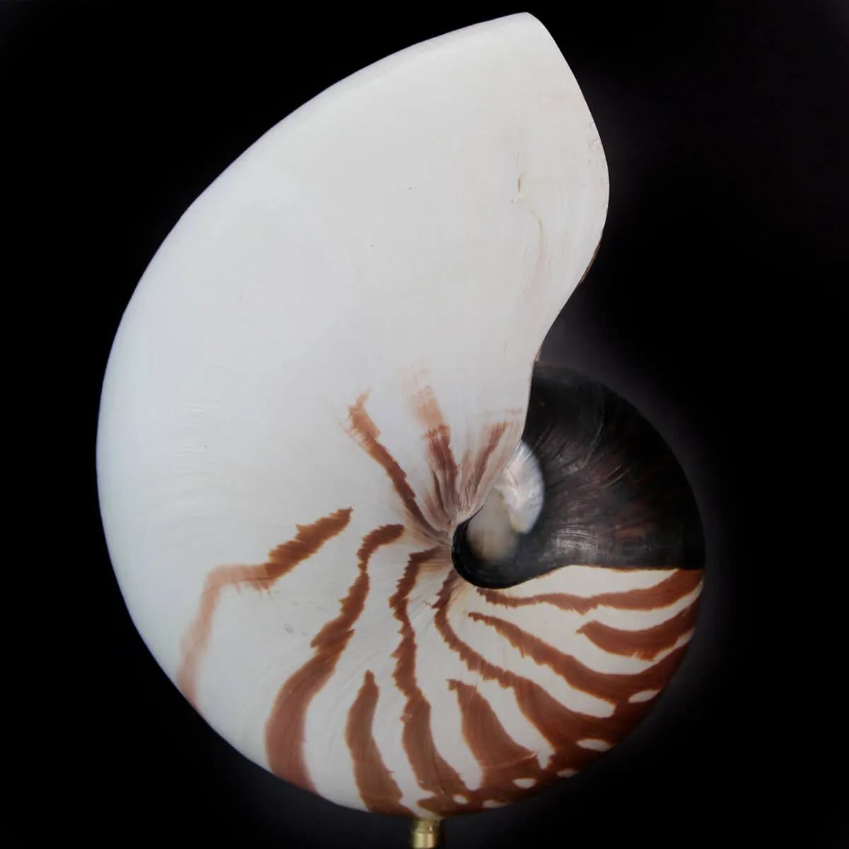 Nautilus Pompilius su Piedistallo