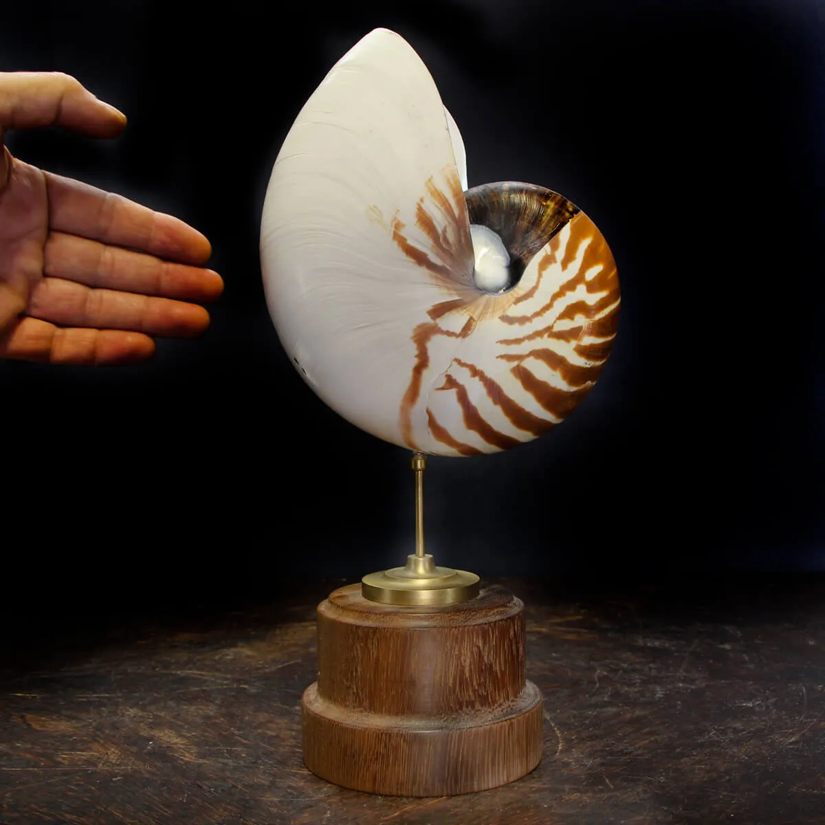 Nautilus Pompilius su Piedistallo