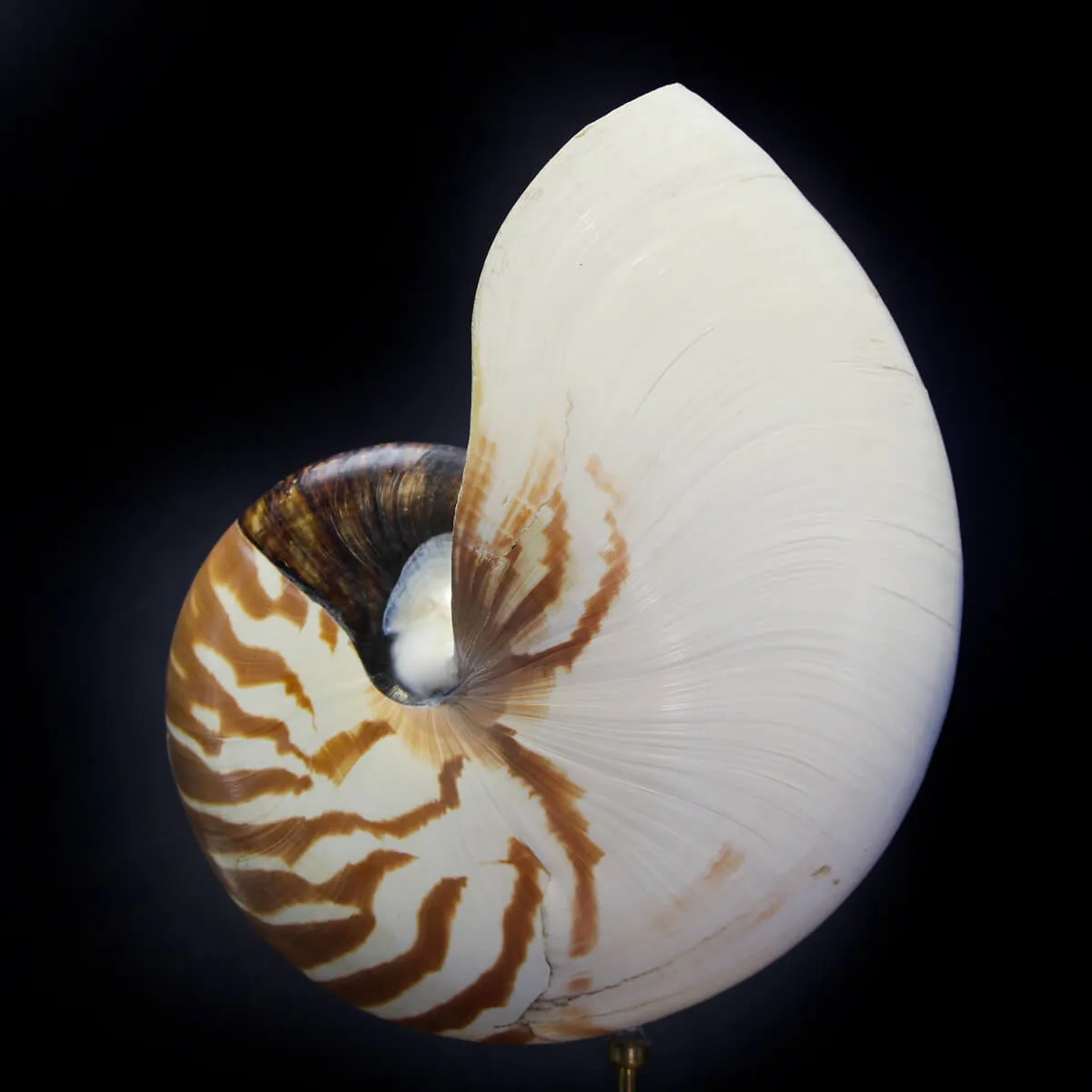 Nautilus Pompilius su Piedistallo