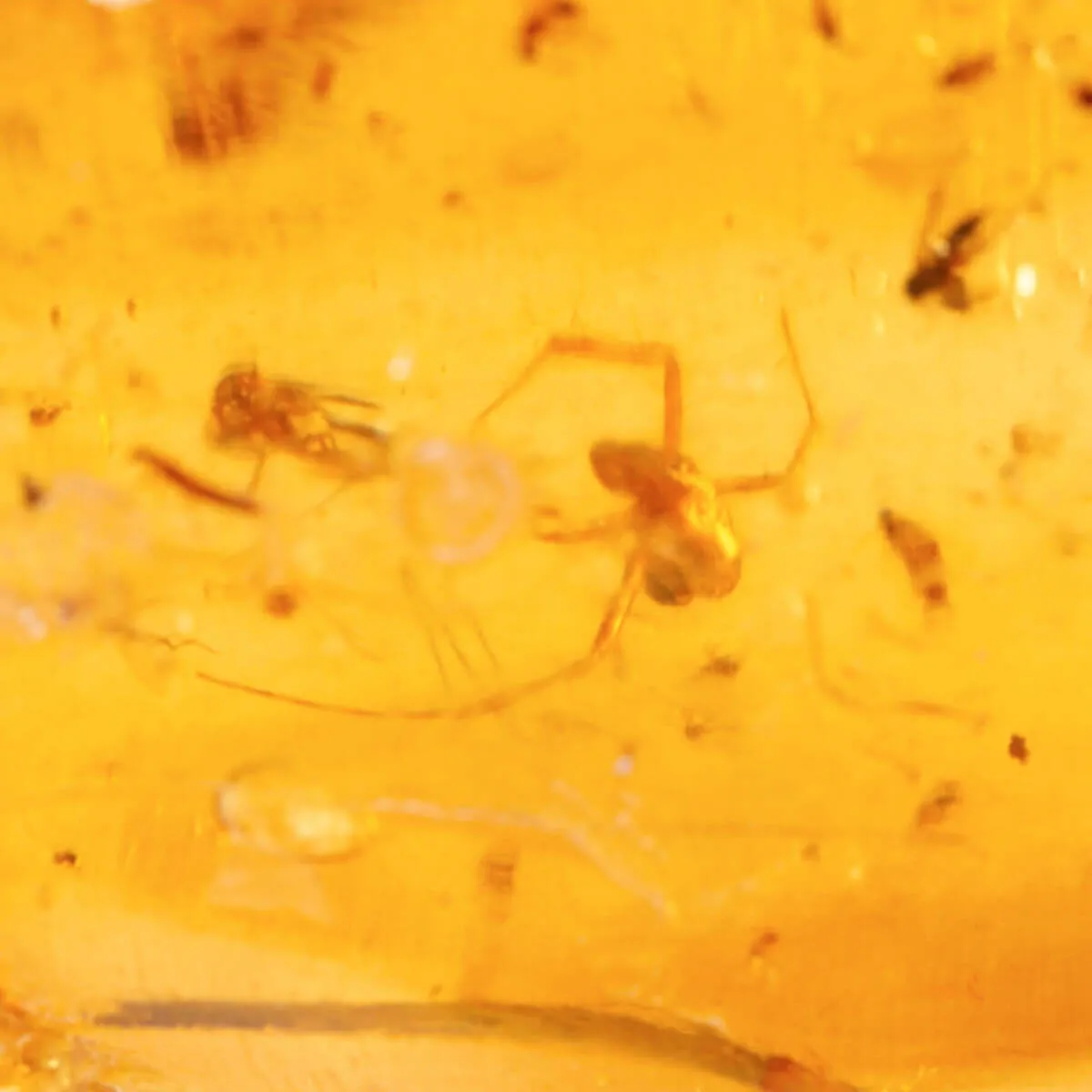 Copale con Insetti Fossilizzati – Resina Naturale.