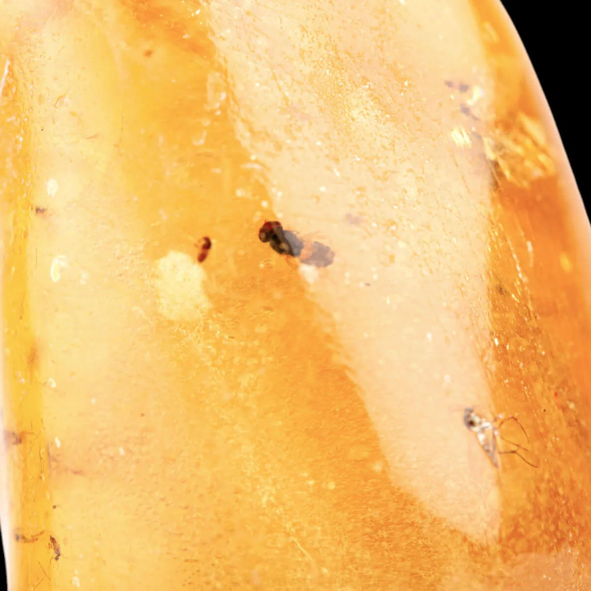 Copale con Insetti Fossilizzati – Resina Naturale.