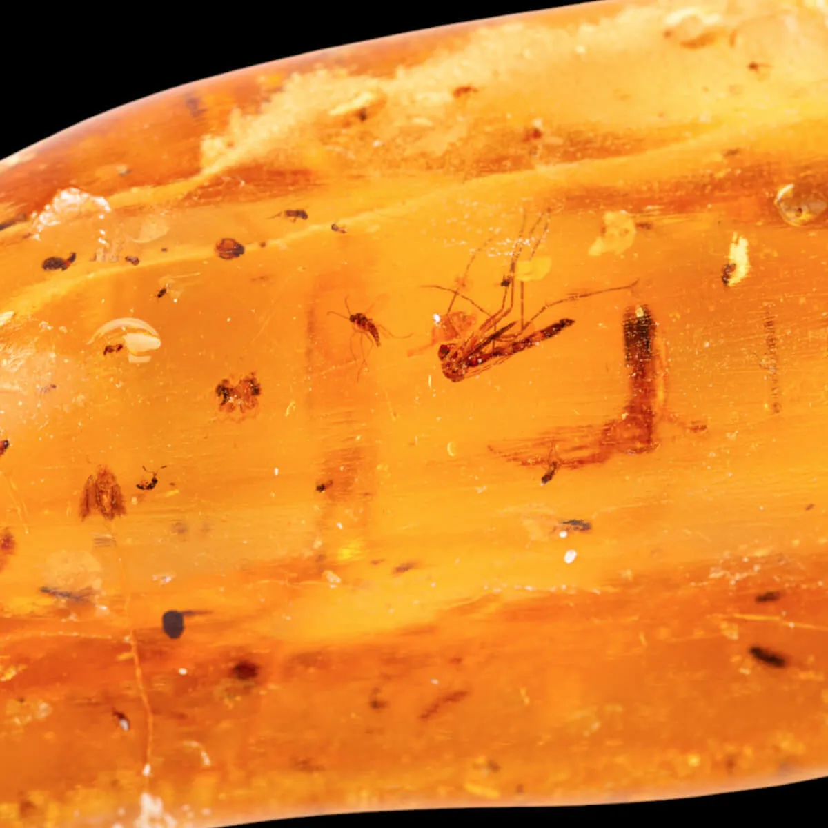 Copale con Insetti Fossilizzati – Resina Naturale.