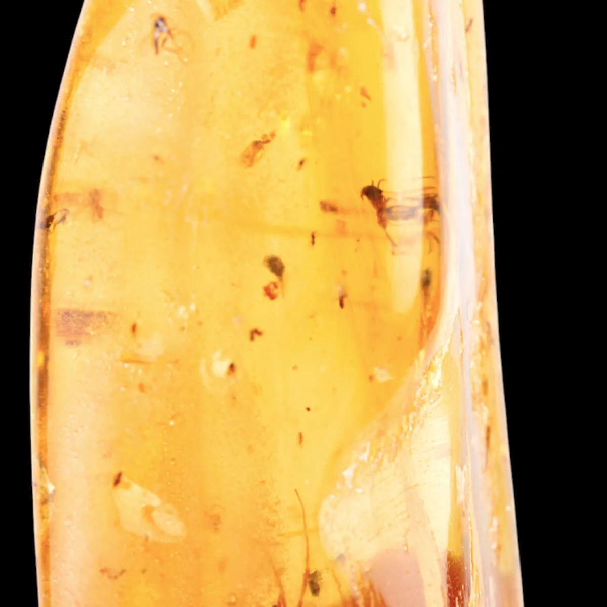 Copale con Insetti Fossilizzati – Resina Naturale.