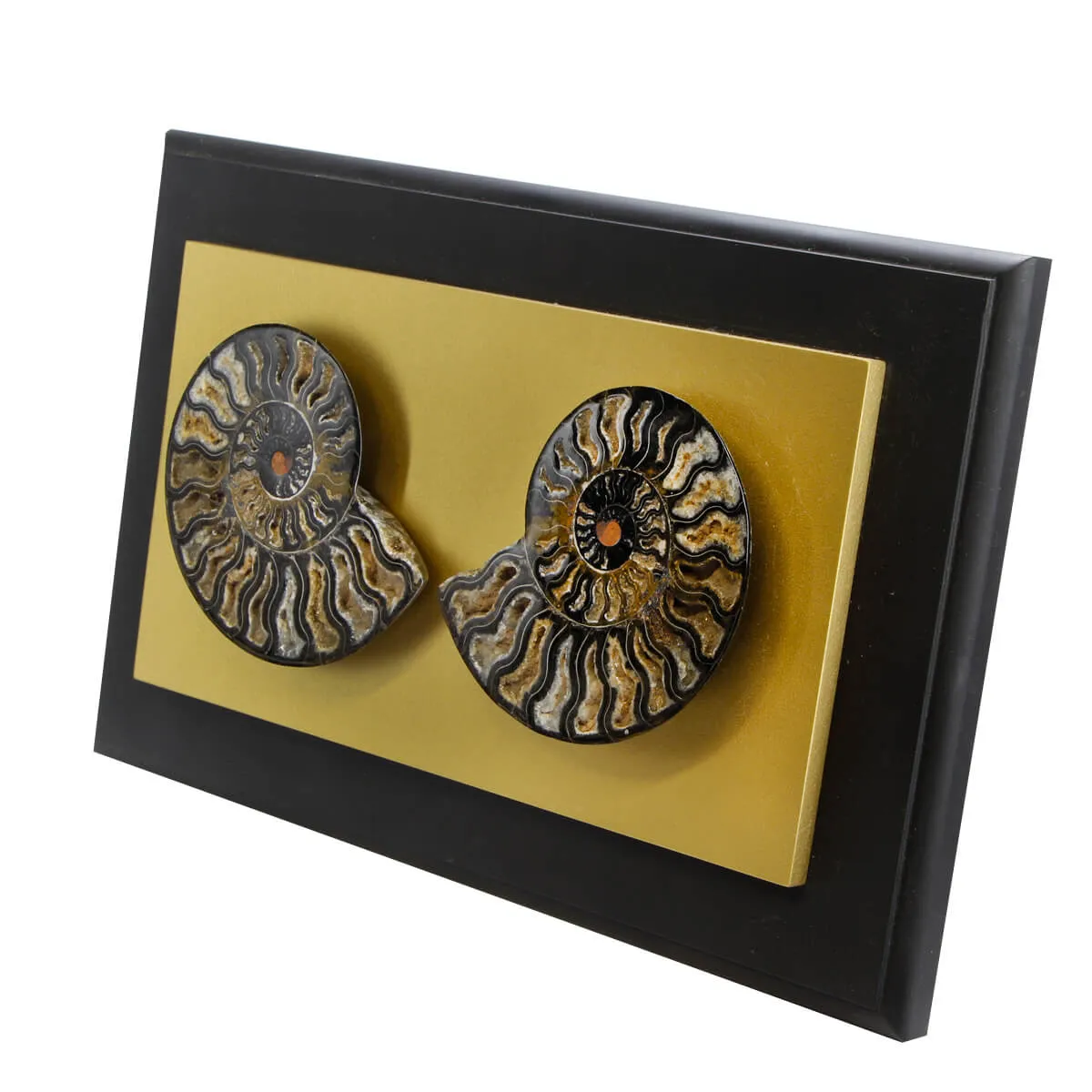 Ammonite Cleoniceras su Cornice Dorata
