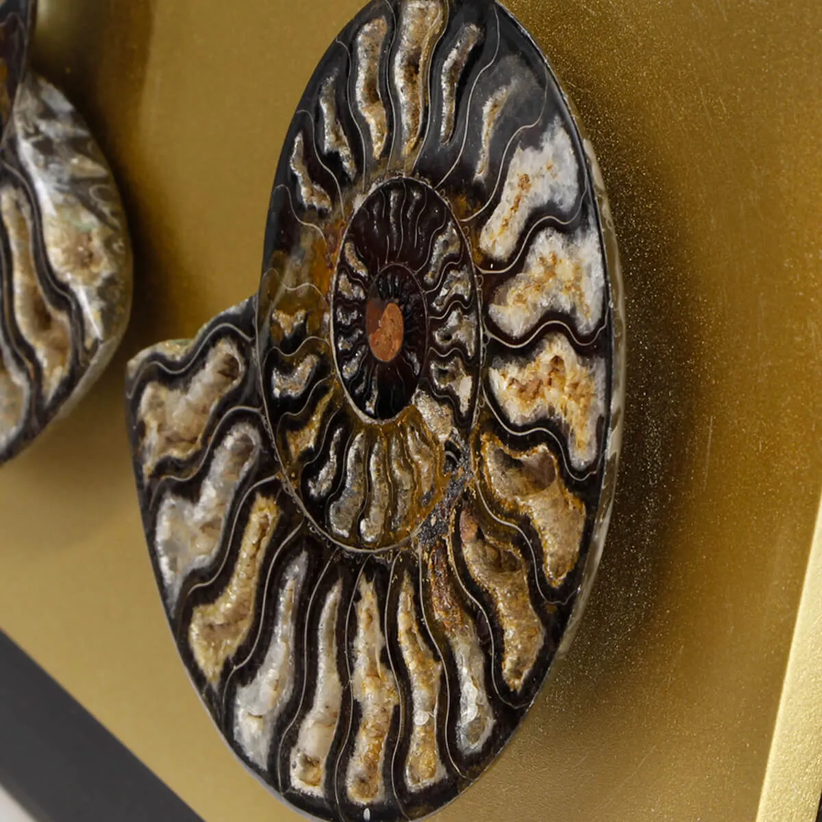 Ammonite Cleoniceras su Cornice Dorata
