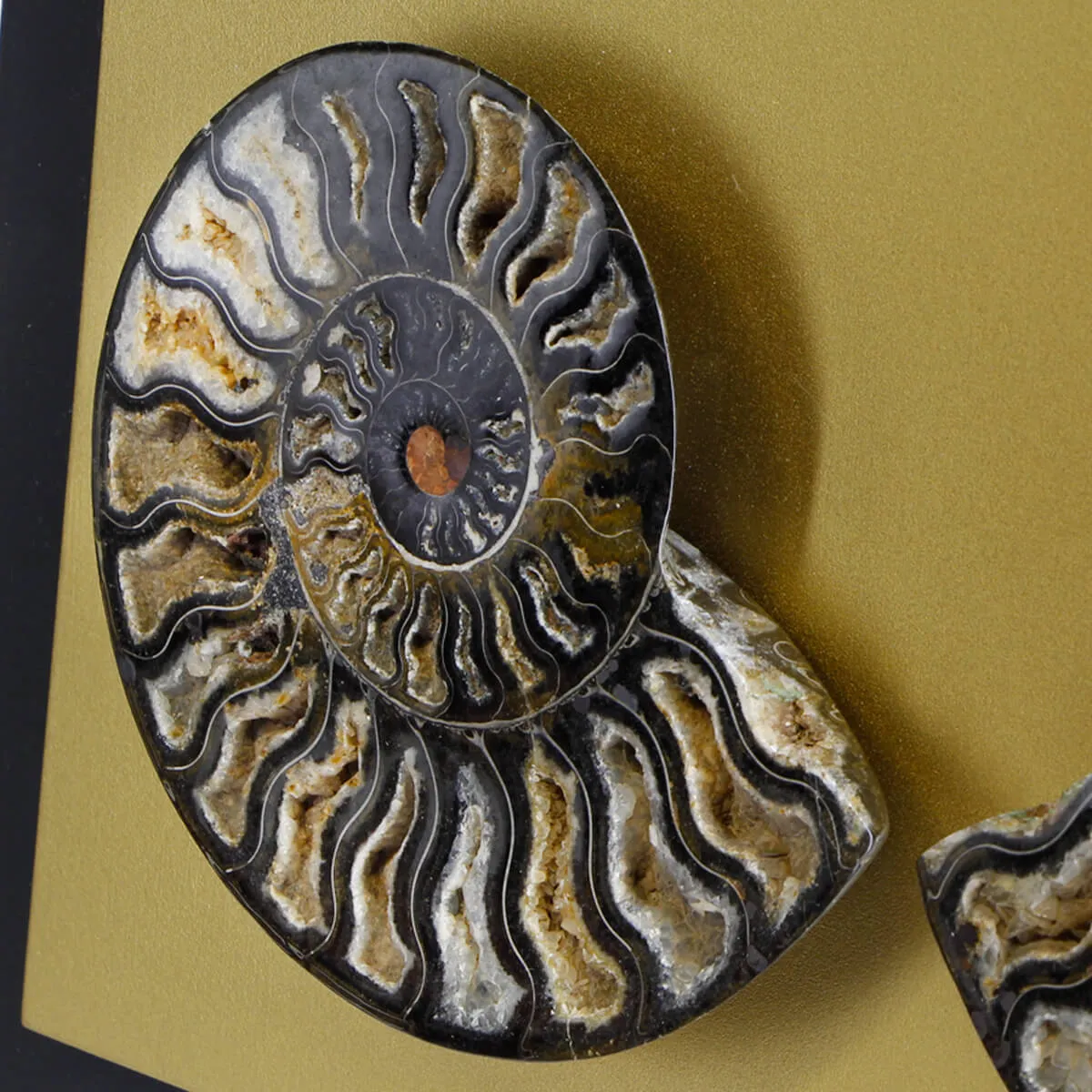 Ammonite Cleoniceras su Cornice Dorata