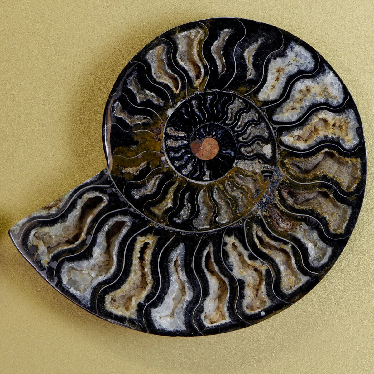 Ammonite Cleoniceras su Cornice Dorata