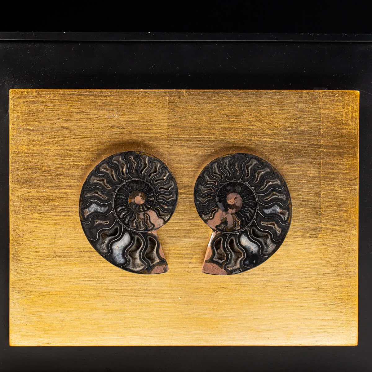 Ammonite Cleoniceras su Cornice Dorata