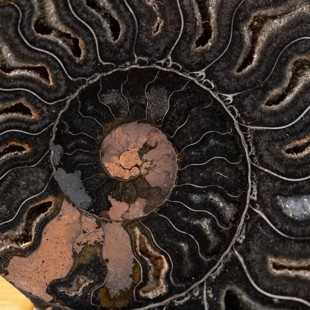 Ammonite Cleoniceras su Cornice Dorata