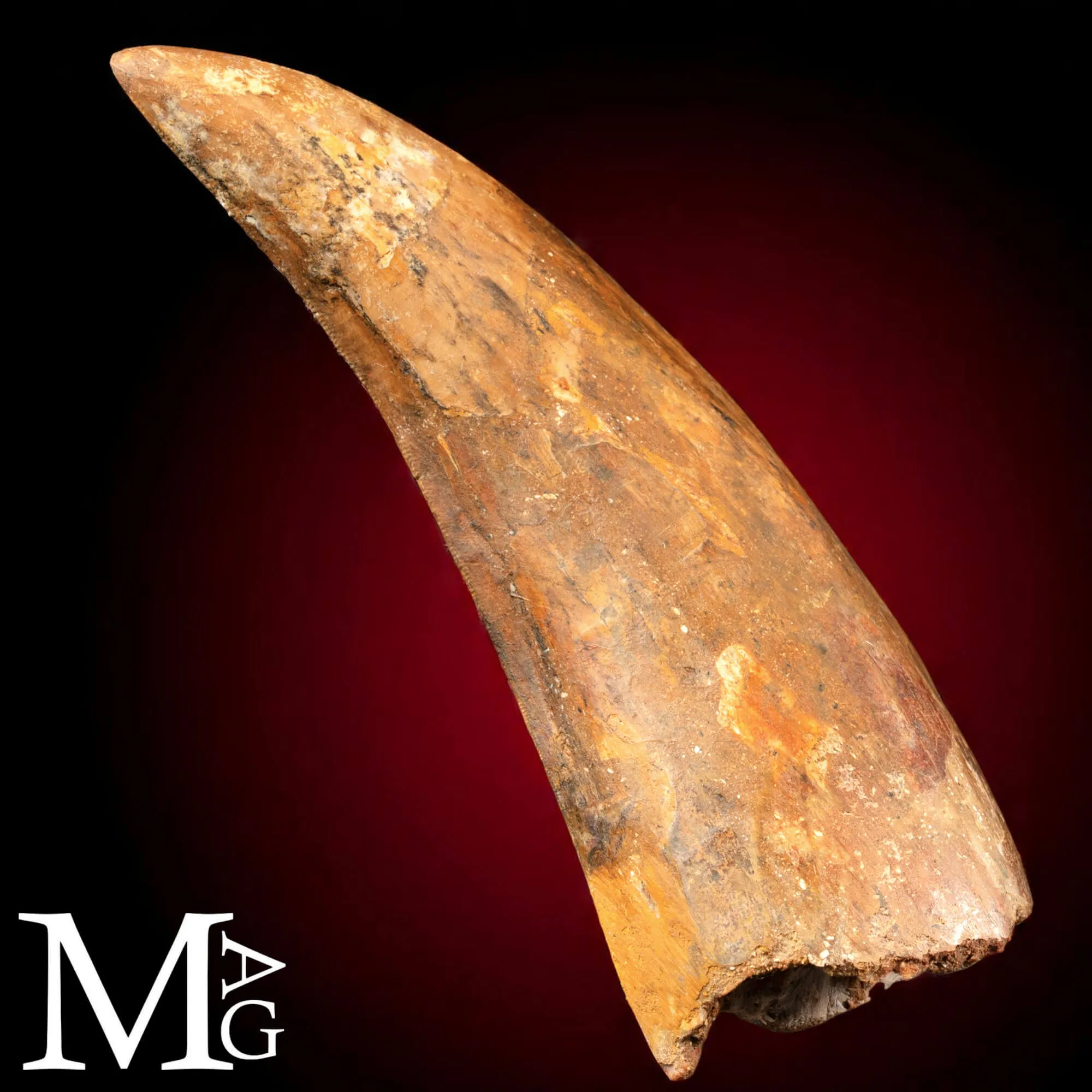 Dente Fossile di Carcharodontosaurus Saharicus – 130 mm