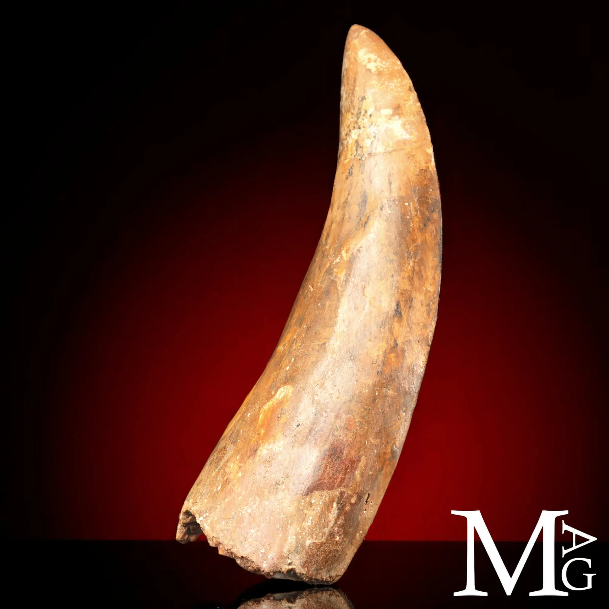 Dente Fossile di Carcharodontosaurus Saharicus – 130 mm