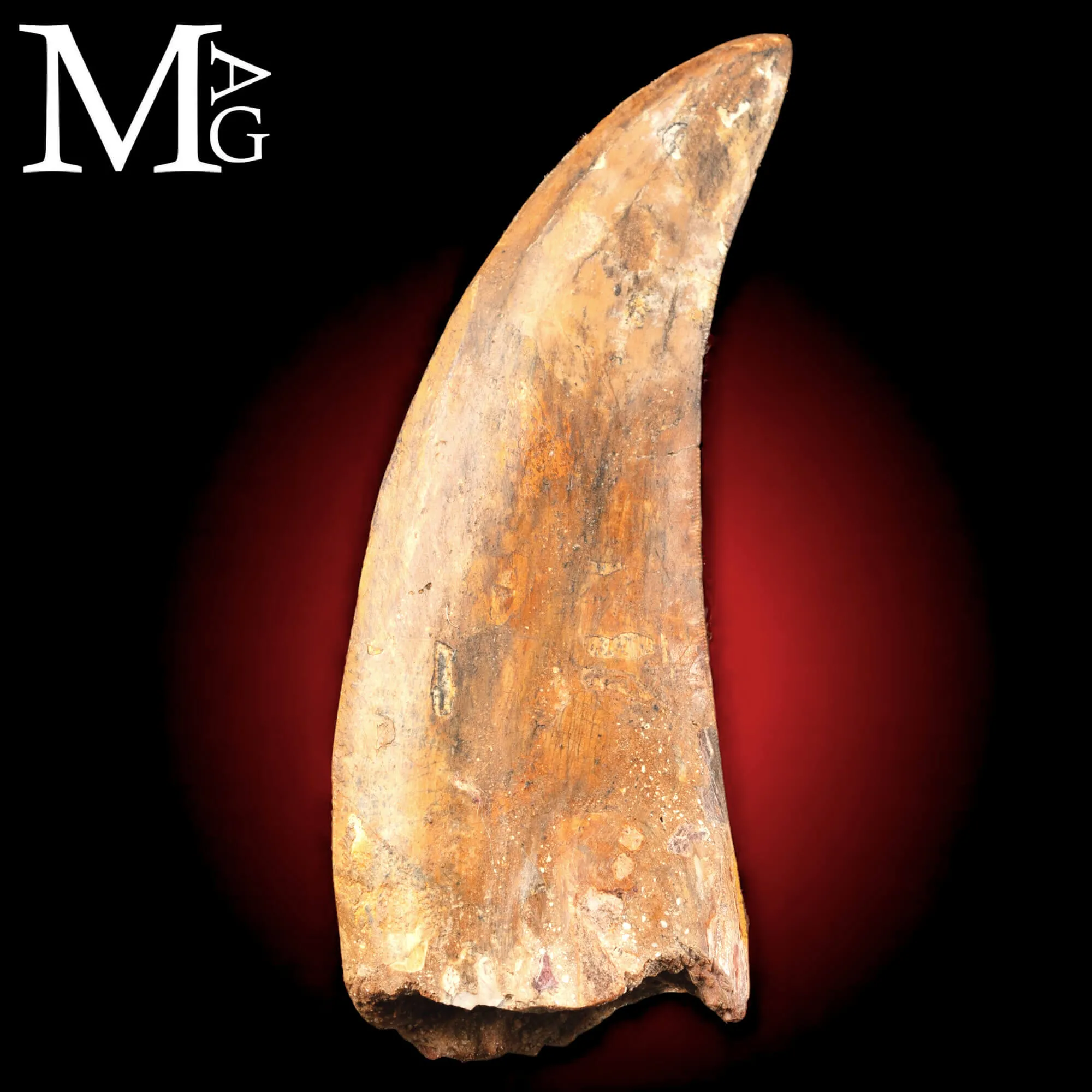 Dente Fossile di Carcharodontosaurus Saharicus – 130 mm