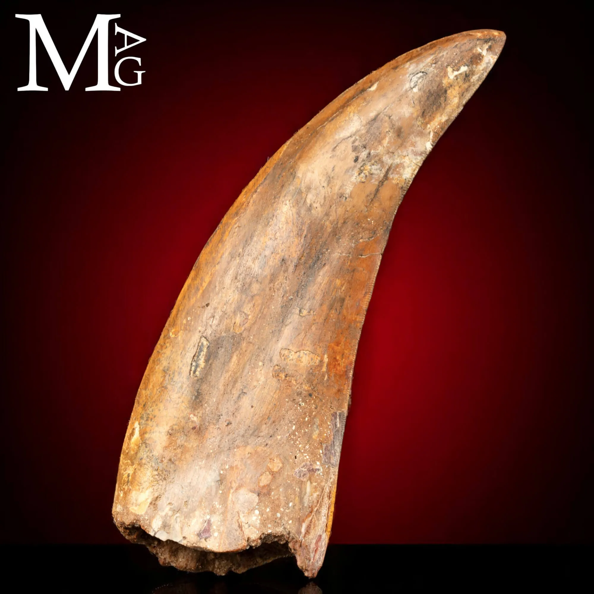 Dente Fossile di Carcharodontosaurus Saharicus – 130 mm